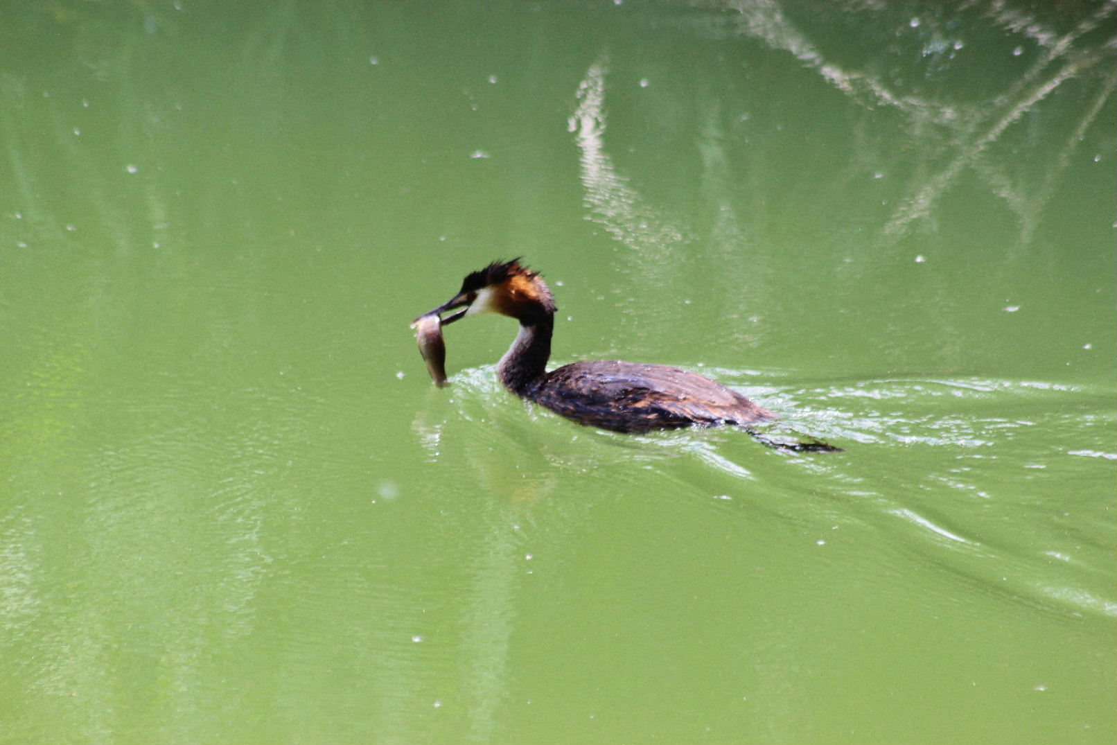 Svasso maggiore con piccoli